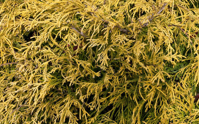 Chamaecyparis Pisifera 'Filifera Aurea', Sawara Cypress 'Filifera Aurea', Japanese Cypress 'Filifera Aurea', evergreen shrub, golden shrub
