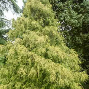Chamaecyparis Pisifera 'Golden Mop', Sawara Cypress 'Golden Mop', Japanese Cypress 'Golden Mop', evergreen shrub, golden shrub