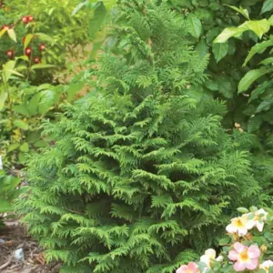 Chamaecyparis Pisifera 'Soft Serve', Sawara Cypress 'Soft Serve', Japanese Cypress 'Soft Serve', evergreen shrub, blue shrub