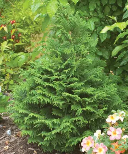 Chamaecyparis Pisifera 'Soft Serve', Sawara Cypress 'Soft Serve', Japanese Cypress 'Soft Serve', evergreen shrub, blue shrub