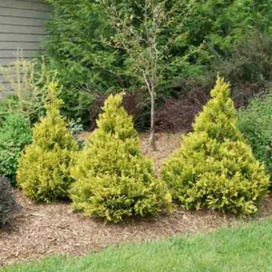 Chamaecyparis Pisifera 'Soft Serve Gold', Sawara Cypress 'Soft Serve Gold', Japanese Cypress 'Soft Serve Gold', evergreen shrub, golden shrub