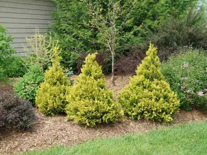 Chamaecyparis Pisifera 'Soft Serve Gold', Sawara Cypress 'Soft Serve Gold', Japanese Cypress 'Soft Serve Gold', evergreen shrub, golden shrub