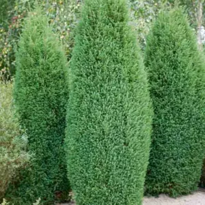 Chamaecyparis lawsoniana 'Ellwoodii', Lawson Cypress 'Ellwoodii', 'Ellwoodii' Lawson Cypress, Chamaecyparis 'Ellwoodii', Chamaecyparis lawsoniana 'Ellwood Blue', Evergreen Tree, Blue Conifer, Blue Evergreen Tree
