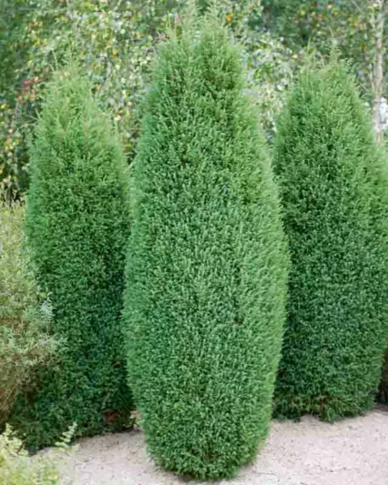 Chamaecyparis lawsoniana 'Ellwoodii', Lawson Cypress 'Ellwoodii', 'Ellwoodii' Lawson Cypress, Chamaecyparis 'Ellwoodii', Chamaecyparis lawsoniana 'Ellwood Blue', Evergreen Tree, Blue Conifer, Blue Evergreen Tree