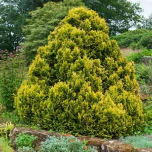 Chamaecyparis lawsoniana 'Minima Aurea', Lawson Cypress 'Minima Aurea', 'Minima Aurea' Lawson Cypress, Chamaecyparis 'Minima Aurea', Chamaecyparis lawsoniana 'Roger's Gold', Evergreen Tree, Golden Conifer, Golden Evergreen Tree