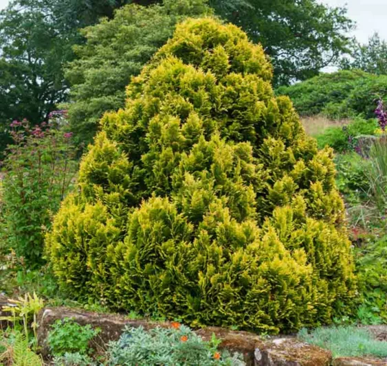 Chamaecyparis lawsoniana 'Minima Aurea', Lawson Cypress 'Minima Aurea', 'Minima Aurea' Lawson Cypress, Chamaecyparis 'Minima Aurea', Chamaecyparis lawsoniana 'Roger's Gold', Evergreen Tree, Golden Conifer, Golden Evergreen Tree