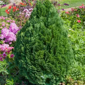Chamaecyparis lawsoniana 'Minima Glauca', Lawson Cypress 'Minima Glauca', 'Minima Glauca' Lawson Cypress, Chamaecyparis 'Minima Glauca', Evergreen Tree, Blue Conifer, Blue Evergreen Tree