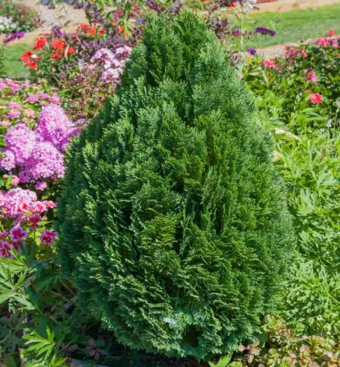 Chamaecyparis lawsoniana 'Minima Glauca', Lawson Cypress 'Minima Glauca', 'Minima Glauca' Lawson Cypress, Chamaecyparis 'Minima Glauca', Evergreen Tree, Blue Conifer, Blue Evergreen Tree