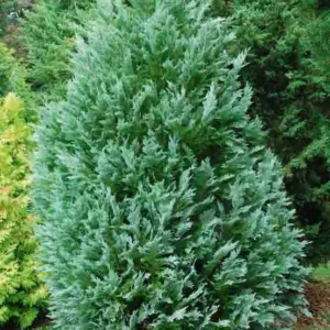 Chamaecyparis lawsoniana 'Pembury Blue', Lawson Cypress 'Pembury Blue', 'Pembury Blue' Lawson Cypress, Chamaecyparis 'Pembury Blue', Evergreen Tree, Blue Conifer, Blue Evergreen Tree