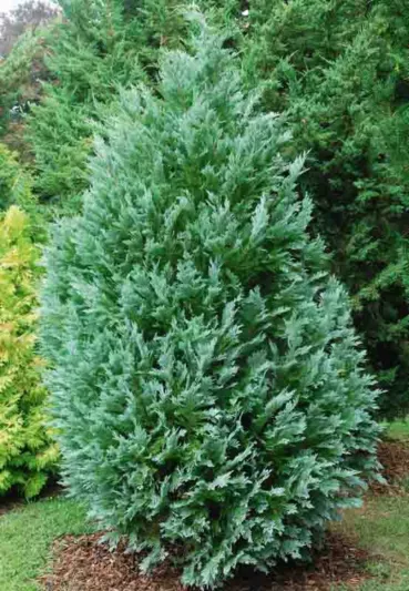Chamaecyparis lawsoniana 'Pembury Blue', Lawson Cypress 'Pembury Blue', 'Pembury Blue' Lawson Cypress, Chamaecyparis 'Pembury Blue', Evergreen Tree, Blue Conifer, Blue Evergreen Tree