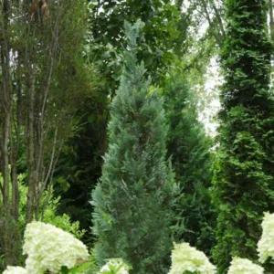 Chamaecyparis lawsoniana 'Pinpoint Blue', Lawson Cypress 'Pinpoint Blue', 'Pinpoint Blue' Lawson Cypress, Chamaecyparis 'Pinpoint Blue', Evergreen Tree, Blue Conifer, Blue Evergreen shrub