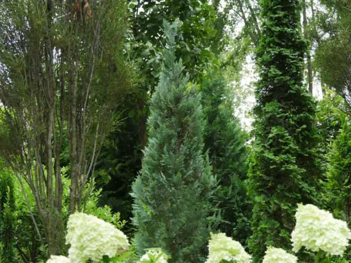 Chamaecyparis lawsoniana 'Pinpoint Blue', Lawson Cypress 'Pinpoint Blue', 'Pinpoint Blue' Lawson Cypress, Chamaecyparis 'Pinpoint Blue', Evergreen Tree, Blue Conifer, Blue Evergreen shrub