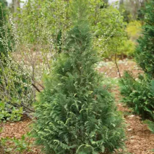 Chamaecyparis lawsoniana 'Pinpoint Blue & Gold', Lawson Cypress 'Pinpoint Blue & Gold', 'Pinpoint Blue & Gold' Lawson Cypress, Chamaecyparis 'Pinpoint Blue & Gold', Evergreen Tree, Blue Conifer, Blue Evergreen shrub