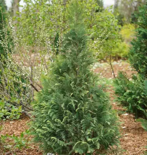 Chamaecyparis lawsoniana 'Pinpoint Blue & Gold', Lawson Cypress 'Pinpoint Blue & Gold', 'Pinpoint Blue & Gold' Lawson Cypress, Chamaecyparis 'Pinpoint Blue & Gold', Evergreen Tree, Blue Conifer, Blue Evergreen shrub