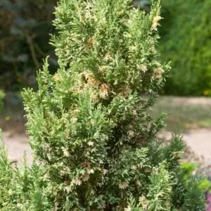 Chamaecyparis lawsoniana 'Silver Threads', Lawson Cypress 'Silver Threads', 'Silver Threads' Lawson Cypress, Chamaecyparis 'Silver Threads', Evergreen Shrub, Silver Conifer, Dwarf Evergreen Shrub