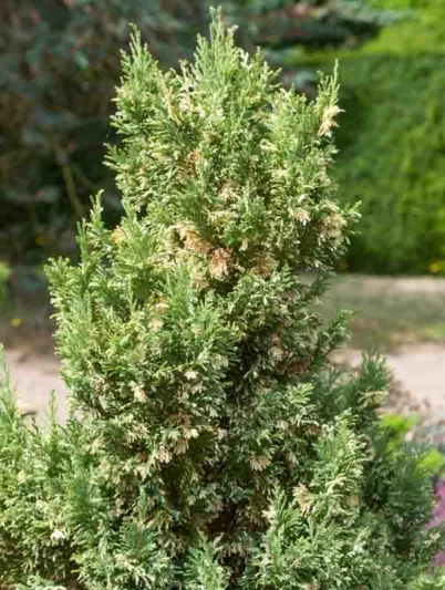 Chamaecyparis lawsoniana 'Silver Threads', Lawson Cypress 'Silver Threads', 'Silver Threads' Lawson Cypress, Chamaecyparis 'Silver Threads', Evergreen Shrub, Silver Conifer, Dwarf Evergreen Shrub