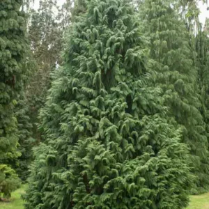 Chamaecyparis nootkatensis 'Glauca', Nootka Cypress 'Glauca', Alaska Cedar 'Glauca', Yellow Cedar 'Glauca', Nootka Falsecypress 'Glauca', Callitropsis nootkatensis 'Glauca', Xanthocyparis nootkatensis 'Glauca', Cupressus nootkaensis 'Glauca