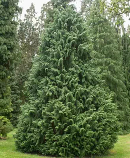 Chamaecyparis nootkatensis 'Glauca', Nootka Cypress 'Glauca', Alaska Cedar 'Glauca', Yellow Cedar 'Glauca', Nootka Falsecypress 'Glauca', Callitropsis nootkatensis 'Glauca', Xanthocyparis nootkatensis 'Glauca', Cupressus nootkaensis 'Glauca