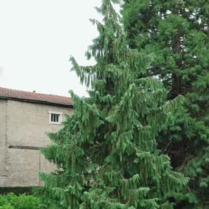 Chamaecyparis nootkatensis 'Pendula', Alaska Cedar 'Pendula', Yellow Cedar 'Pendula', Nootka Cypress 'Pendula', Nootka Falsecypress 'Pendula', Callitropsis nootkatensis 'Pendula', Xanthocyparis nootkatensis 'Pendula', Cupressus nootkaensis 'Pendula', Evergreen Tree, Small Conifer