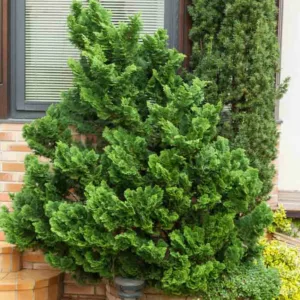 Chamaecyparis obtusa 'Nana Gracilis', Hinoki Cypress 'Nana Gracilis', 'Nana Gracilis' Hinoki Cypress, Chamaecyparis 'Nana Gracilis', Evergreen Shrub, Evergreen Tree, Small Conifer