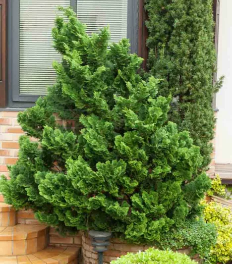 Chamaecyparis obtusa 'Nana Gracilis', Hinoki Cypress 'Nana Gracilis', 'Nana Gracilis' Hinoki Cypress, Chamaecyparis 'Nana Gracilis', Evergreen Shrub, Evergreen Tree, Small Conifer