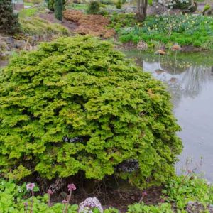 Chamaecyparis obtusa 'Pygmaea', Hinoki Cypress 'Pygmaea', 'Pygmaea' Hinoki Cypress, Chamaecyparis 'Pygmaea', Evergreen Shrub, Evergreen Tree, Small Conifer