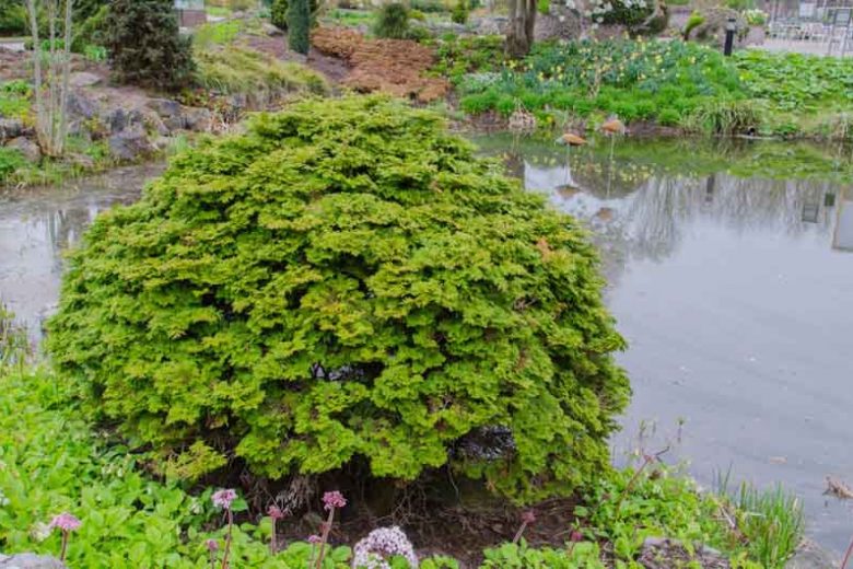 Chamaecyparis obtusa 'Pygmaea', Hinoki Cypress 'Pygmaea', 'Pygmaea' Hinoki Cypress, Chamaecyparis 'Pygmaea', Evergreen Shrub, Evergreen Tree, Small Conifer
