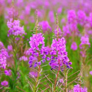 Chamaenerion angustifolium, Willow Herb, Rosebay Willowherb, Great Willowherb, Fireweed, Chamerion angustifolium, Epilobium angustifolium, Epilobium spicatum