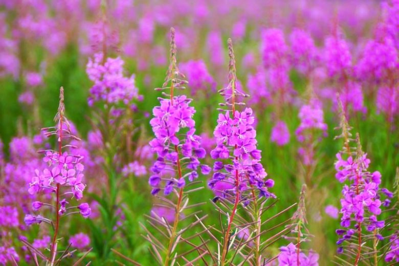 Chamaenerion angustifolium, Willow Herb, Rosebay Willowherb, Great Willowherb, Fireweed, Chamerion angustifolium, Epilobium angustifolium, Epilobium spicatum