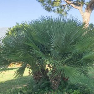 Chamaerops humilis, European Fan Palm, Dwarf Fan Palm, European Fan Palm, African Hair Palm, Drought tolerant tree, Tropical Plant, Palm Tree, Blue Palm Tree, Blue Palms