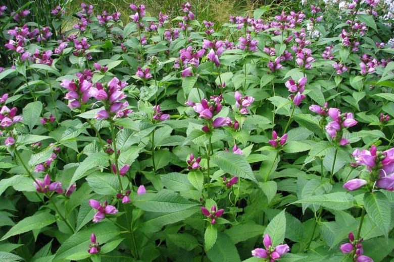 Chelone Lyonii, Pink Turtlehead, Lyon's Turtlehead, Pink Flowers, Purple Flowers, Pink Perennial, Purple Perennial