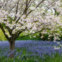 Spring Combination Ideas, Bulb Combinations, Plant Combinations, Flowerbeds Ideas, Spring Borders,prunus Ichiyo Flowering Cherry tree, Pink flowers, White flowers, Camassia