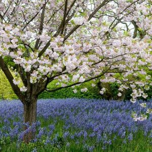Spring Combination Ideas, Bulb Combinations, Plant Combinations, Flowerbeds Ideas, Spring Borders,prunus Ichiyo Flowering Cherry tree, Pink flowers, White flowers, Camassia