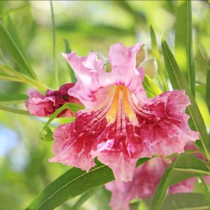 Chilopsis linearis, Desert Willow, Flowering-Willow, Willowleaf Catalpa, Desert Catalpa, Flor de Mimbre, Mimbre, Bow Willow, False-Willow, Jano, Catalpa-willow, Pink Flowers, Drought tolerant tree