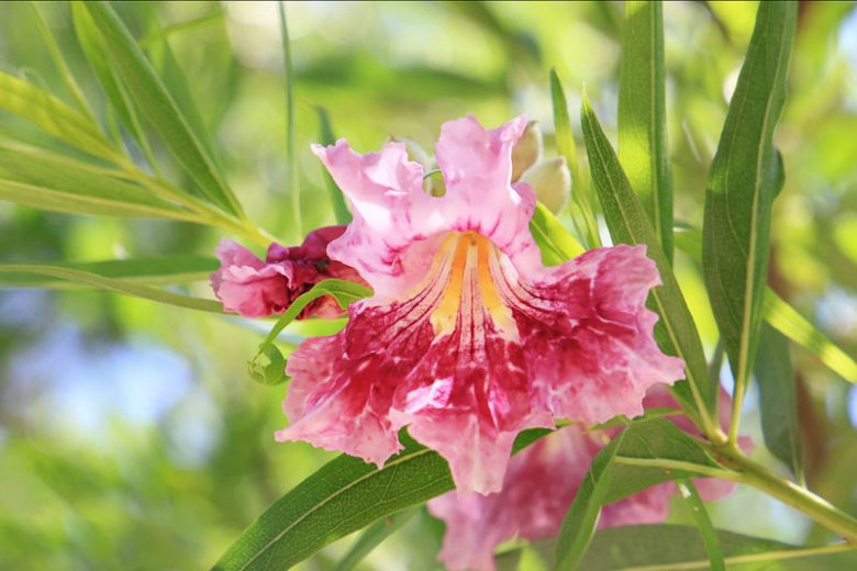 Chilopsis linearis, Desert Willow, Flowering-Willow, Willowleaf Catalpa, Desert Catalpa, Flor de Mimbre, Mimbre, Bow Willow, False-Willow, Jano, Catalpa-willow, Pink Flowers, Drought tolerant tree