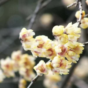Chimonanthus praecox 'Grandiflorus', Wintersweet 'Grandiflorus', Large-Flowered Wintersweet', Yellow Flowers,  Winter Flowers