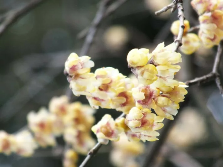 Chimonanthus praecox 'Grandiflorus', Wintersweet 'Grandiflorus', Large-Flowered Wintersweet', Yellow Flowers,  Winter Flowers