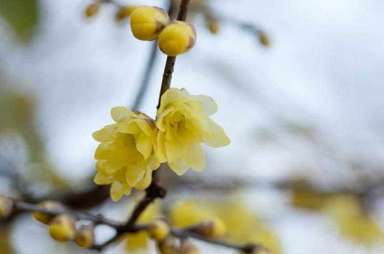 Chimonanthus praecox 'Luteus', Wintersweet 'Luteus', Yellow Wintersweet, Chimonanthus fragrans 'Luteus', Chimonanthus praecox 'Concolor', Yellow Flowers,  Winter Flowers