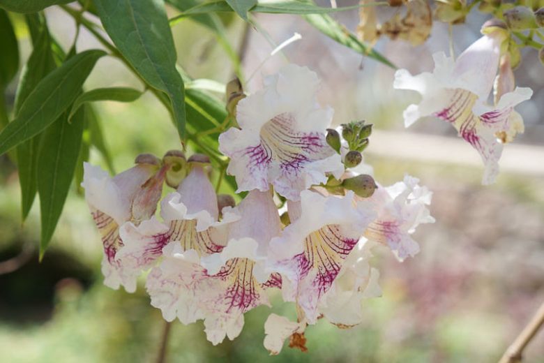 x Chitalpa tashkentensis, Chitalpa, Pink Flowers, Drought tolerant tree