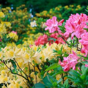 Deciduous Azaleas, Evergreen Azaleas, Choosing Rhododendron ,Choosing Azalea, Buying Rhododendron, Buying Azalea, Hardy Rhododendron, Rhododendron Bloom Time, Fragrant Rhododendrons, Heat Tolerant Rhododendrons