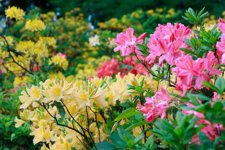Deciduous Azaleas, Evergreen Azaleas, Choosing Rhododendron ,Choosing Azalea, Buying Rhododendron, Buying Azalea, Hardy Rhododendron, Rhododendron Bloom Time, Fragrant Rhododendrons, Heat Tolerant Rhododendrons