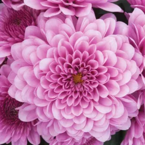 Chrysanthemum 'Cheryl Pink', Garden Mum 'Cheryl Pink', Florist's Mum 'Cheryl Pink', Hardy Garden Mum Cheryl Pink, Dendranthema Cheryl Pink, Pink Chrysanthemum, Fall Flowers