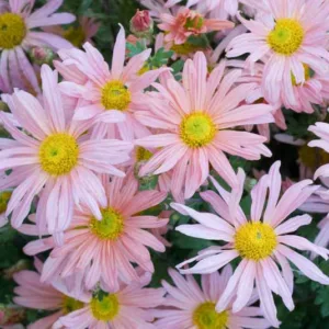Chrysanthemum 'Clara Curtis', Garden Mum 'Clara Curtis', Florist's Mum 'Clara Curtis', Hardy Garden Mum Clara Curtis, Dendranthema Clara Curtis, Pink Chrysanthemum, Fall Flowers