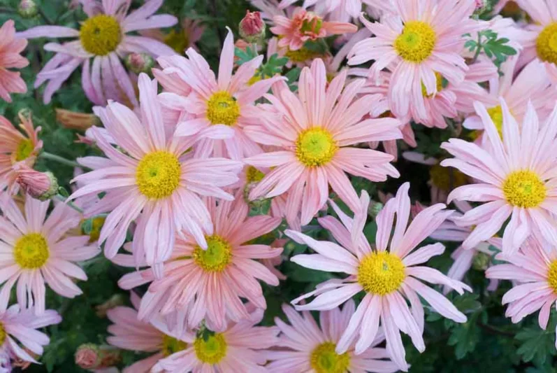 Chrysanthemum 'Clara Curtis', Garden Mum 'Clara Curtis', Florist's Mum 'Clara Curtis', Hardy Garden Mum Clara Curtis, Dendranthema Clara Curtis, Pink Chrysanthemum, Fall Flowers