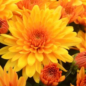 Chrysanthemum 'Fireglow Bronze', Garden Mum 'Fireglow Bronze', Florist's Mum 'Fireglow Bronze', Hardy Garden Mum Fireglow Bronze, Dendranthema Fireglow Bronze, Yellow Chrysanthemum, Fall Flowers