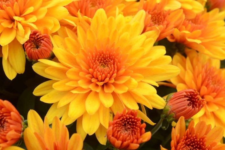Chrysanthemum 'Fireglow Bronze', Garden Mum 'Fireglow Bronze', Florist's Mum 'Fireglow Bronze', Hardy Garden Mum Fireglow Bronze, Dendranthema Fireglow Bronze, Yellow Chrysanthemum, Fall Flowers