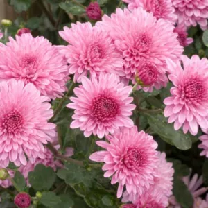 Chrysanthemum 'Grandchild', Garden Mum 'Grandchild', Florist's Mum 'Grandchild', Hardy Garden Mum Grandchild, Dendranthema Grandchild, Pink Chrysanthemum, Fall Flowers