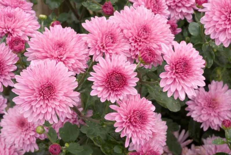 Chrysanthemum 'Grandchild', Garden Mum 'Grandchild', Florist's Mum 'Grandchild', Hardy Garden Mum Grandchild, Dendranthema Grandchild, Pink Chrysanthemum, Fall Flowers