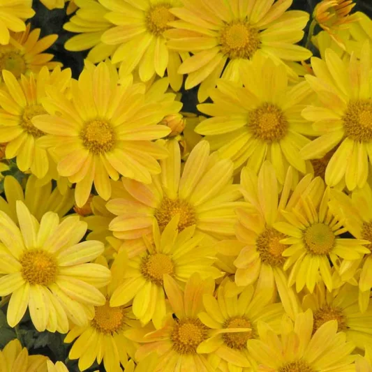 Chrysanthemum 'Harmony', Garden Mum 'Harmony', Florist's Mum 'Harmony', Hardy Garden Mum Harmony, Dendranthema Harmony, Yellow Chrysanthemum, Fall Flowers