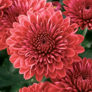 Chrysanthemum 'Jolly Cheryl', Garden Mum 'Jolly Cheryl', Florist's Mum 'Jolly Cheryl', Hardy Garden MumJolly Cheryl, Dendranthema Jolly Cheryl, Red Chrysanthemum, Fall Flowers